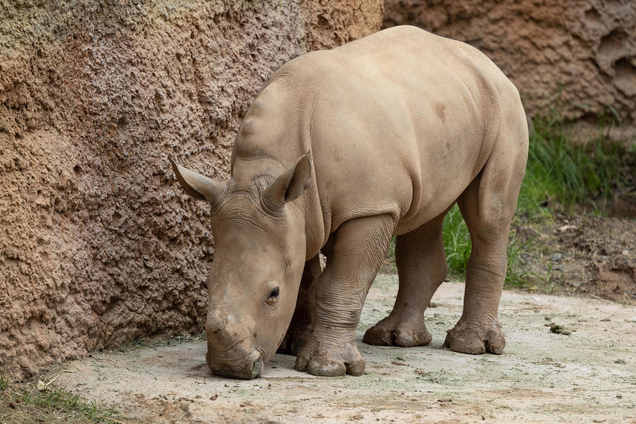 Zoo Atlanta's southern white rhino calf.