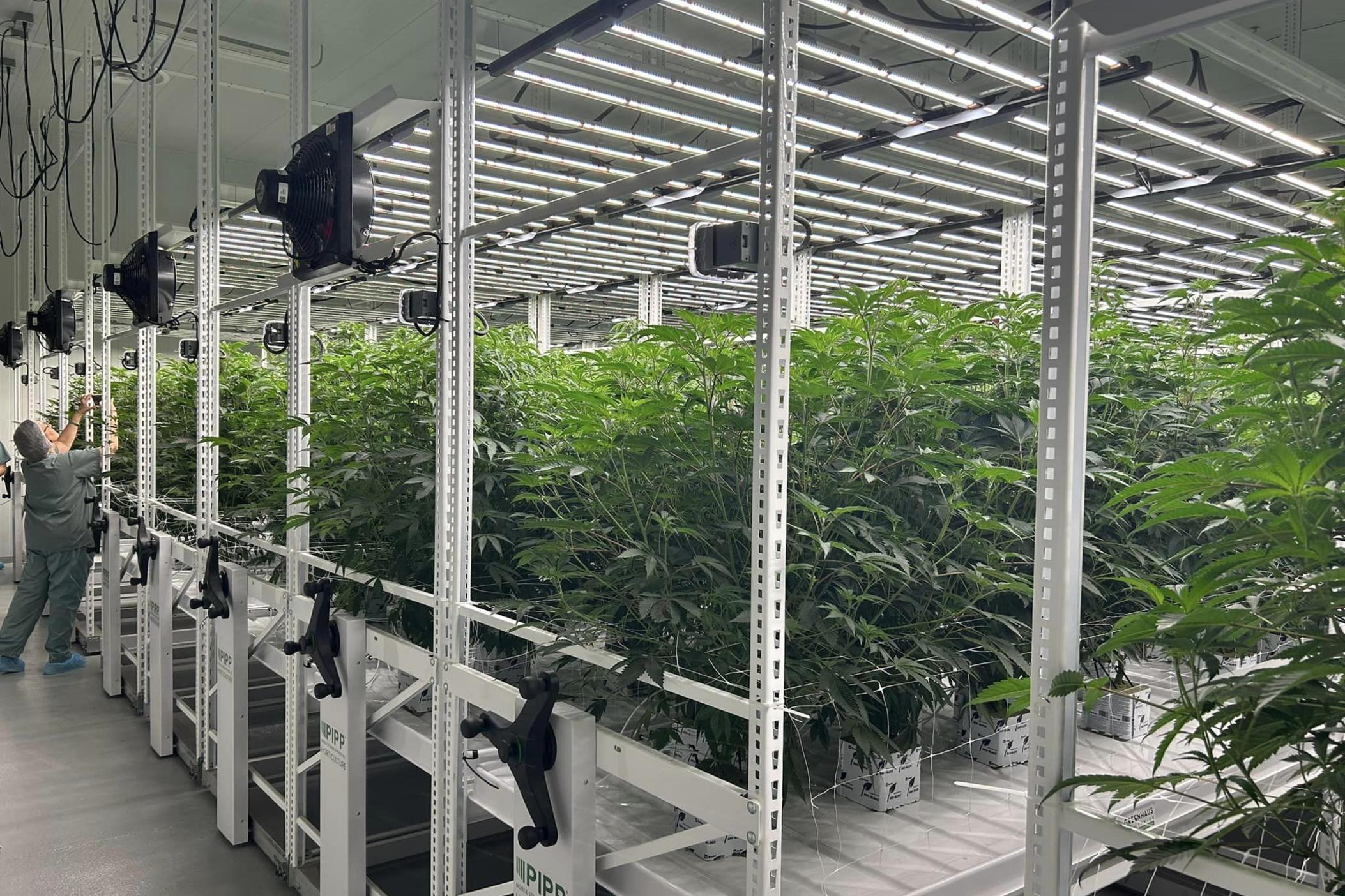 Fine Fettle is one of only six businesses licensed by the state of Georgia to cultivate, manufacture, and dispense medical cannabis, with dispensaries across the state and an118,000 square-foot cultivation, processing, and manufacturing facility in Macon-Bibb County. Macon Mayor Lester Miller visited the facility on May 29, 2024.