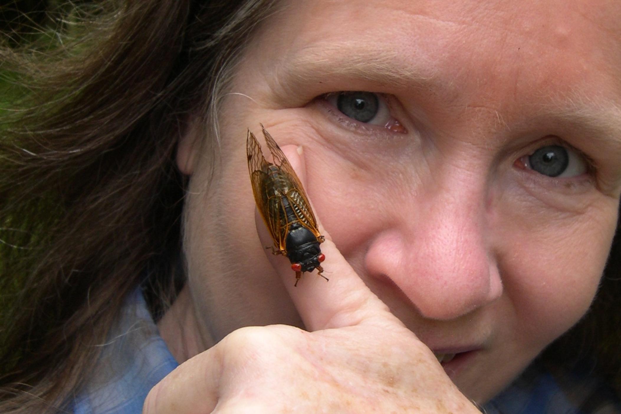 Nancy Hinkle gets a close look at a Great Southern Brood cicada, a special kind that only emerges from underground every 13 years. It is set to surface by mid-May this year and will make an appearance in at least a dozen states in the Southeast, including Georgia. (Courtesy Nancy Hinkle)