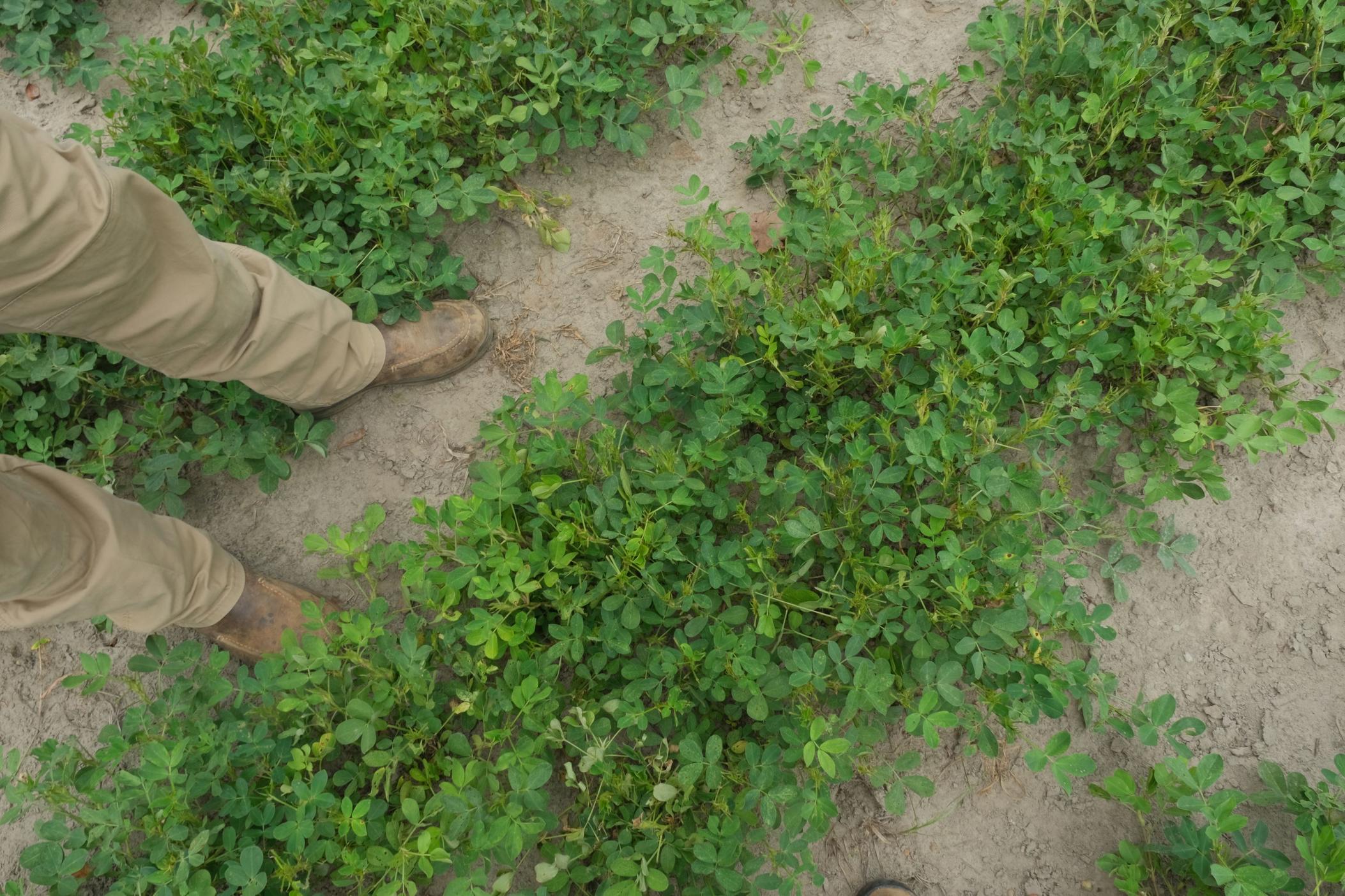 peanut plant