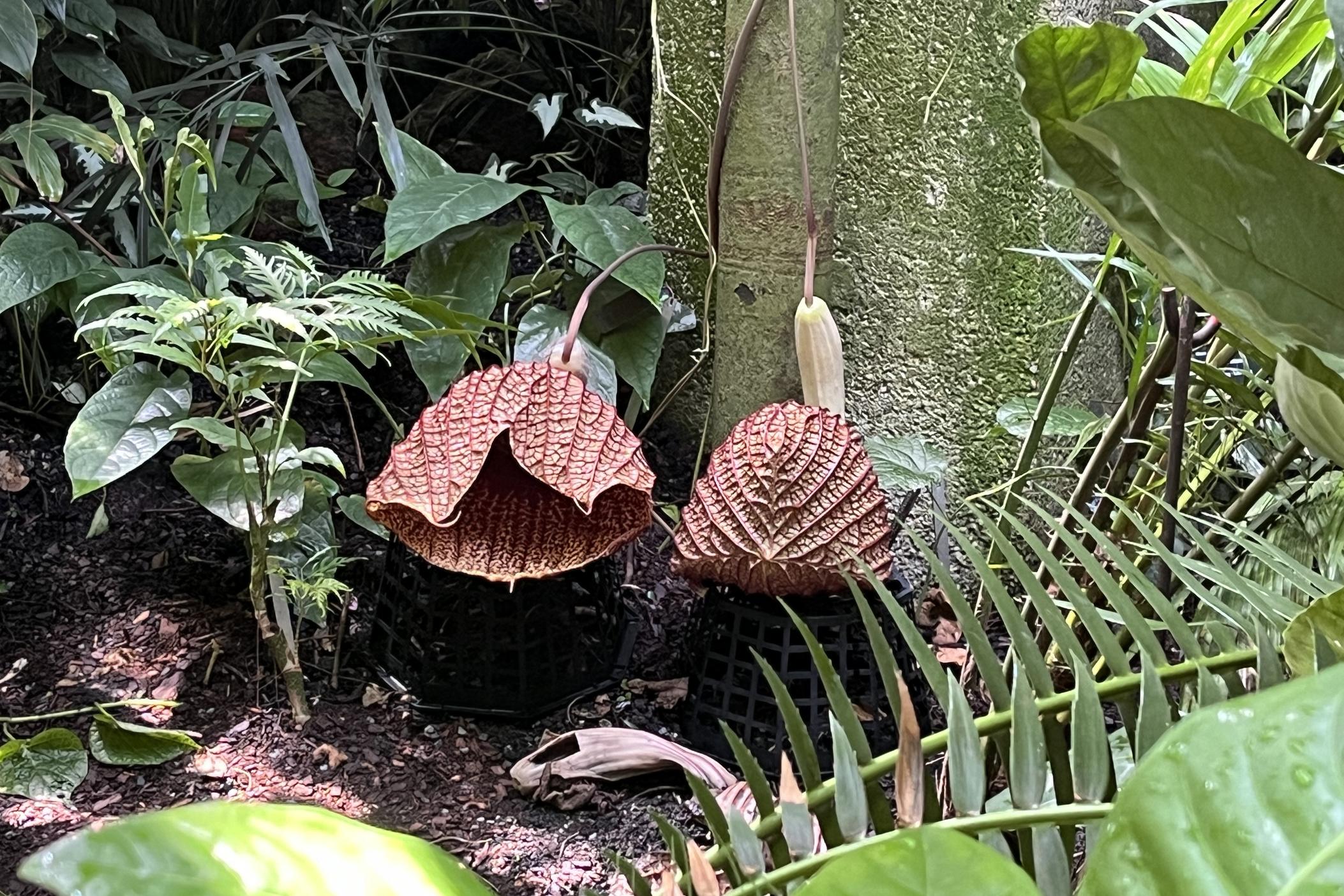 The corpse flower is pictured here at the Atlanta Botanical Gardens. 