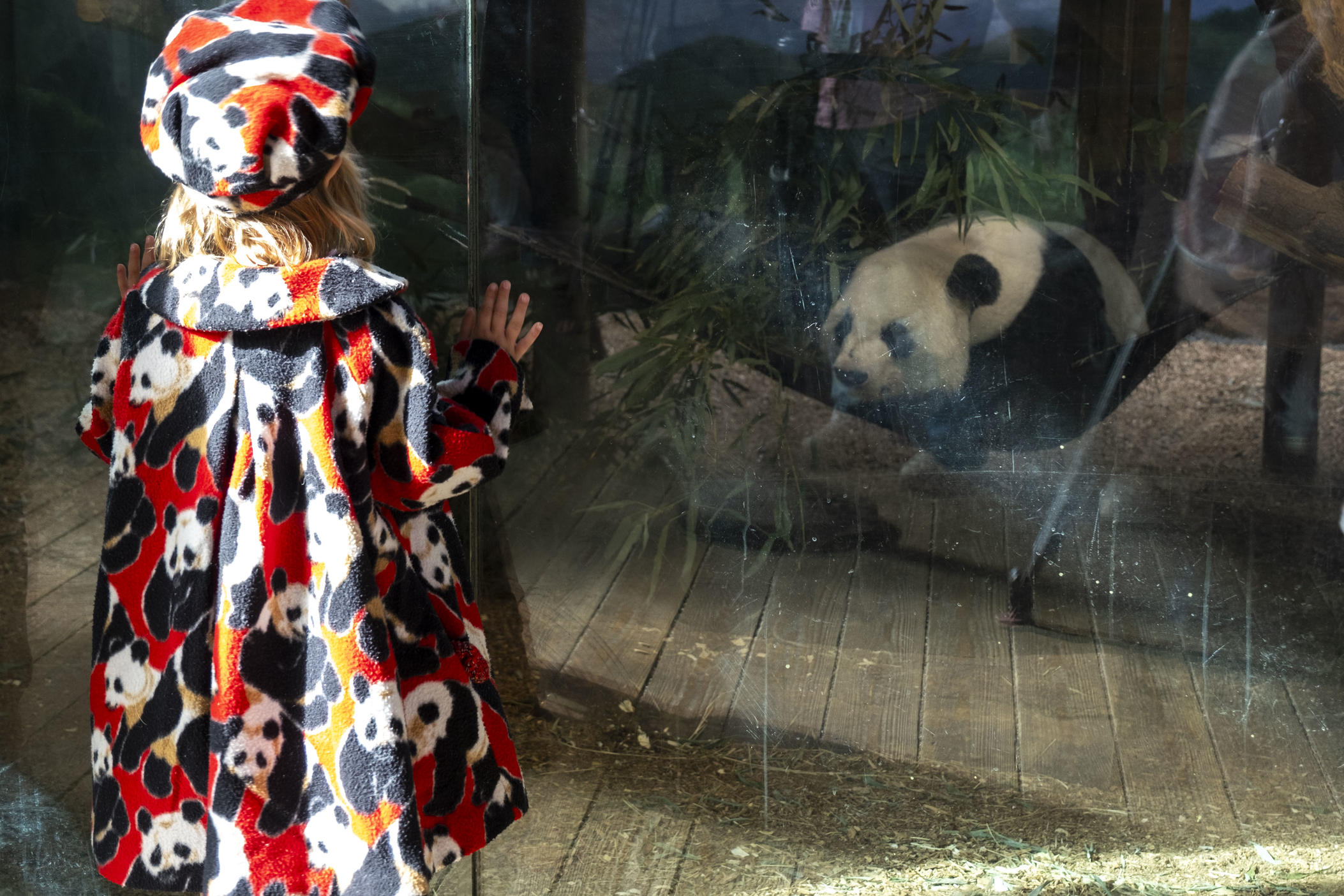 giant pandas