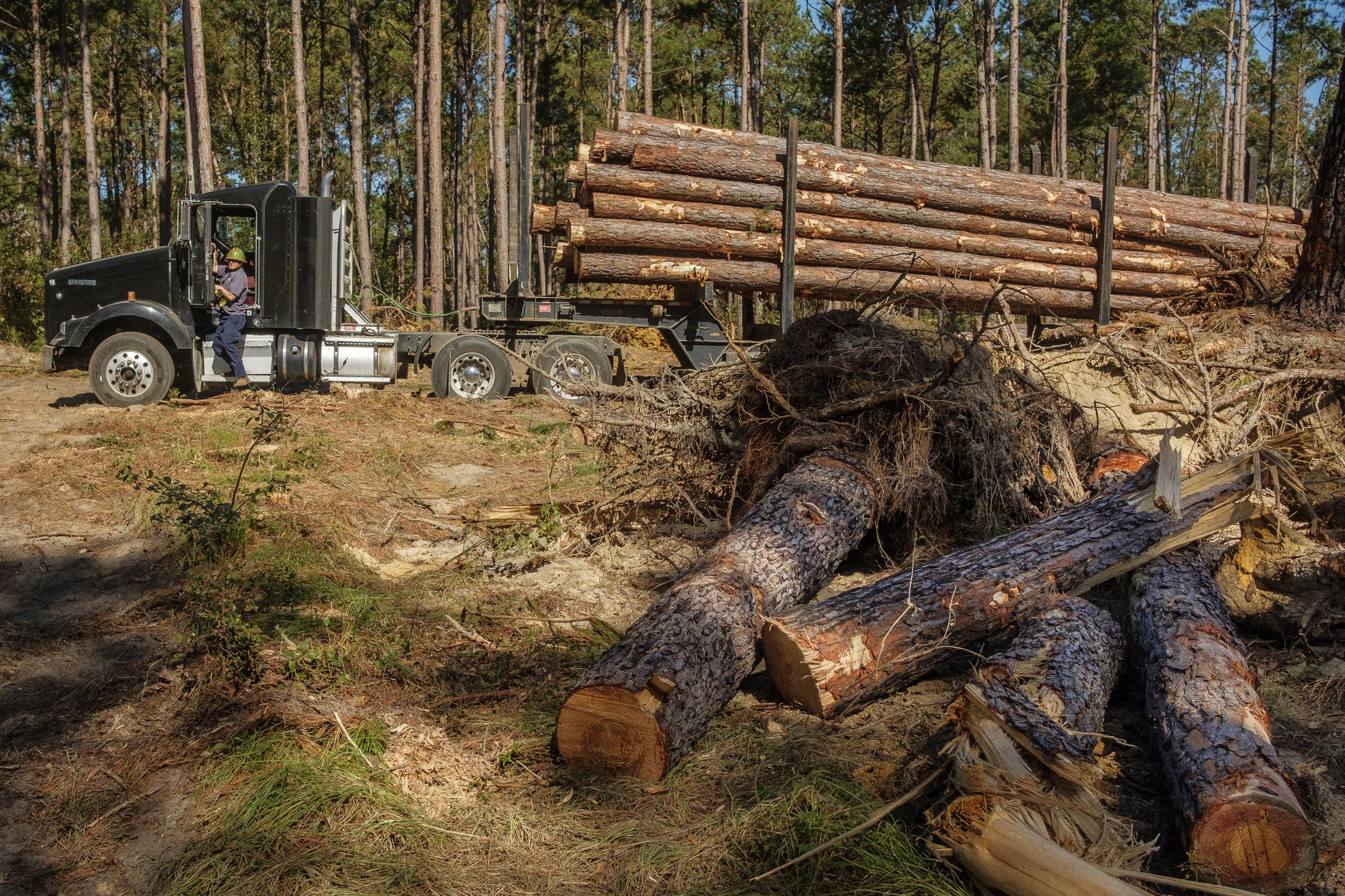 Discarded stumps and roots, right, and a load of salvaged timber in a Treutlen County pine stand damaged by Hurricane Helene. 