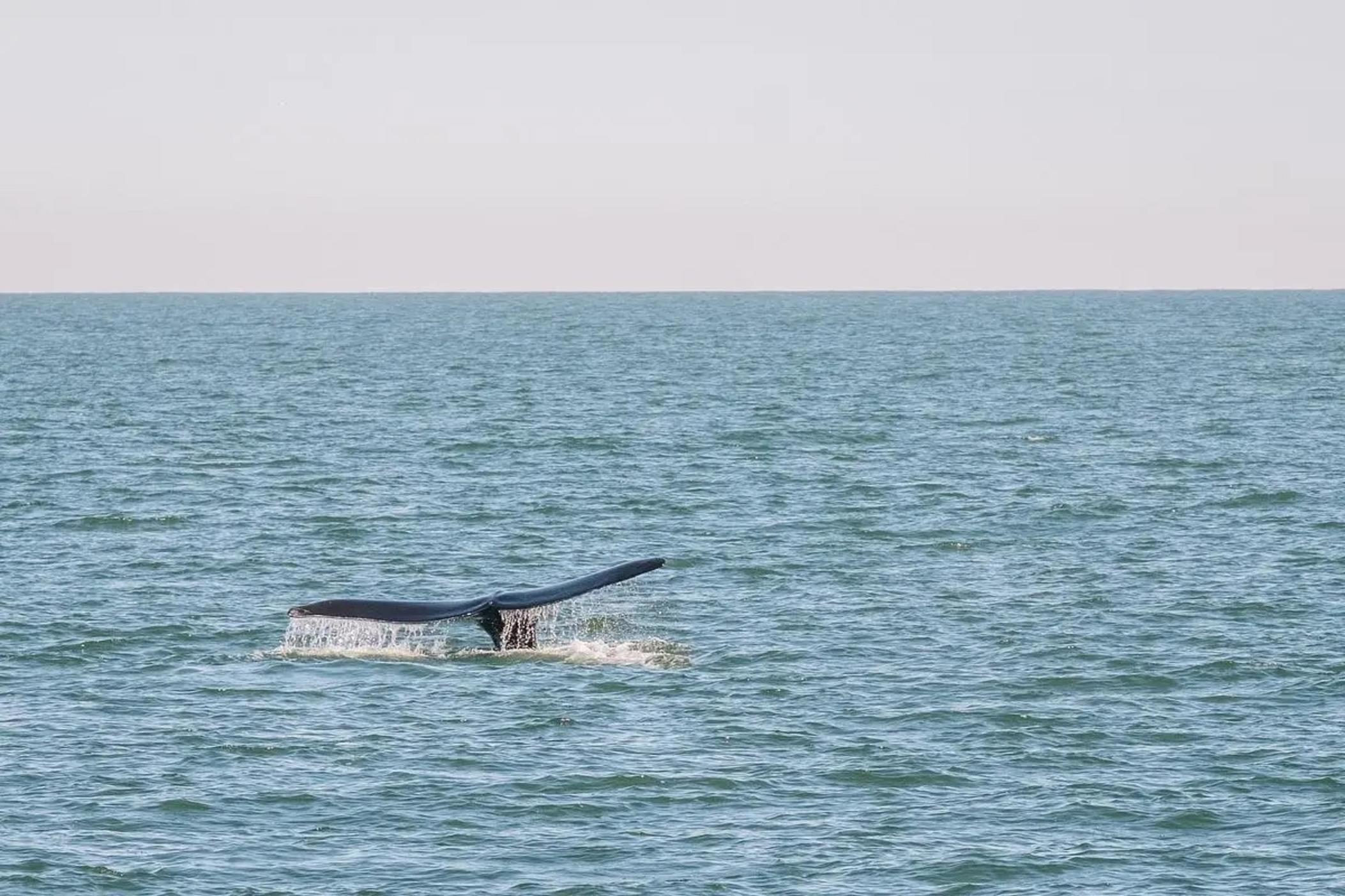 A juvenile endangered North Atlantic right whale near St. Marys, Jan. 26, 2025 (GADNR/NOAA Permit #26919)  Credit: Justin Taylor/The Current GA
