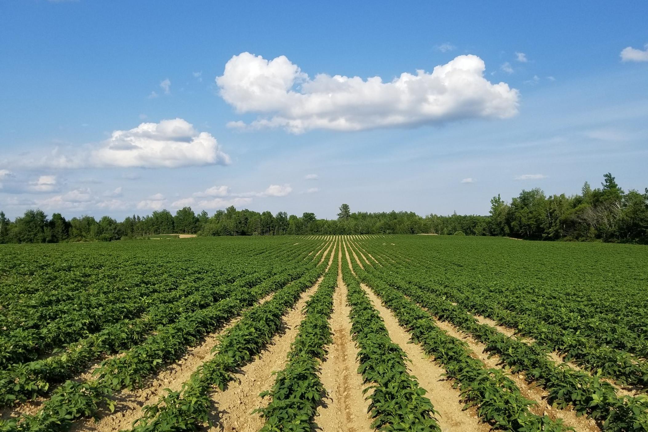 Rows of crops on a farm
