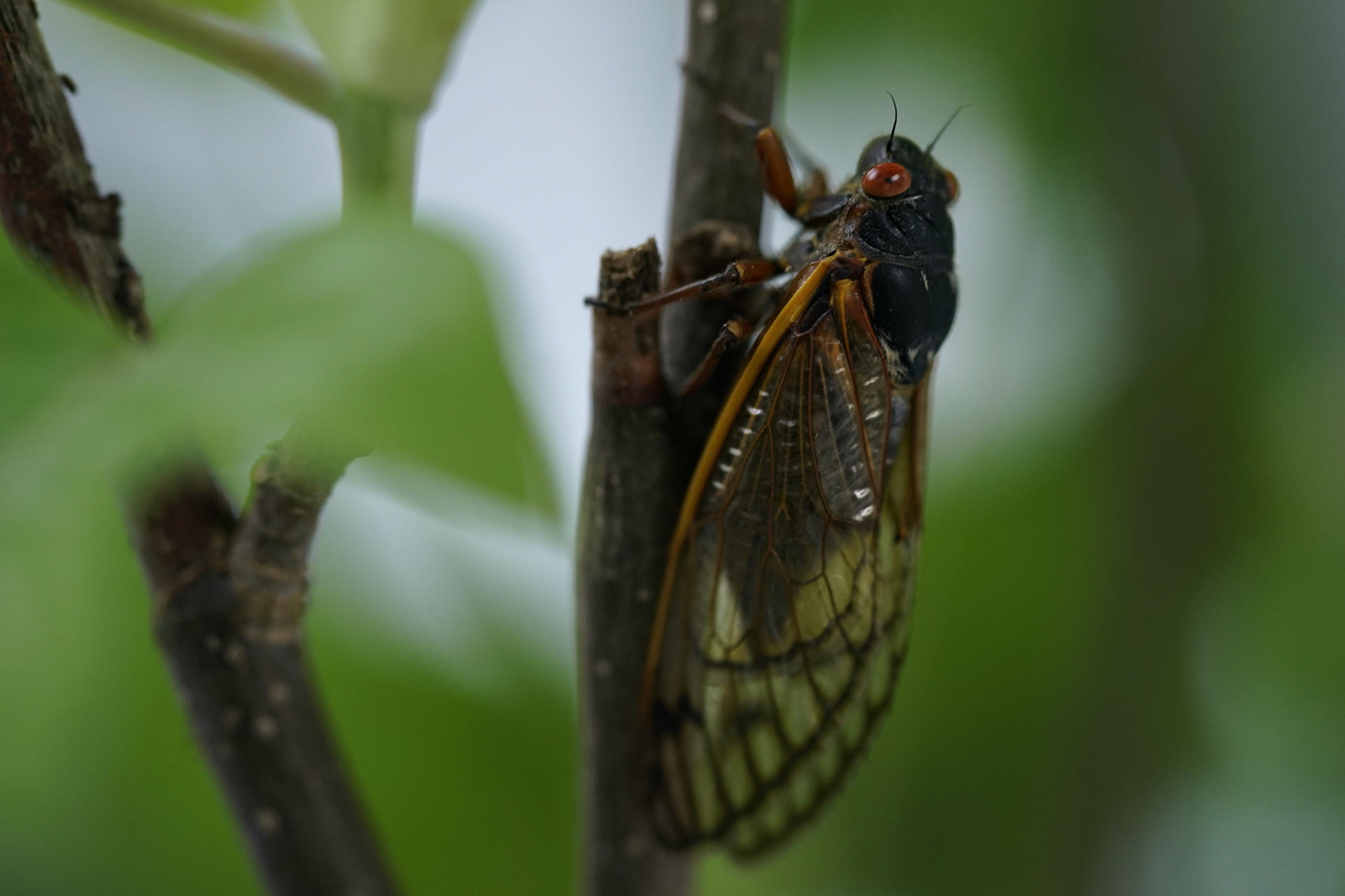 An adult cicada is seen on May 6, 2021.