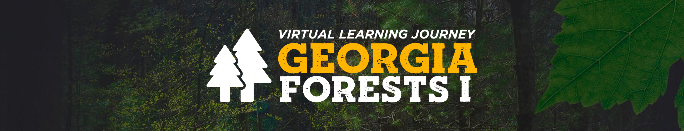 Georgia Forests I