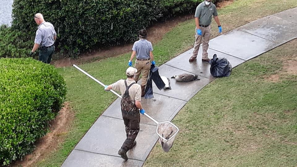 People remove geese at the Estates at Johns Creek.
