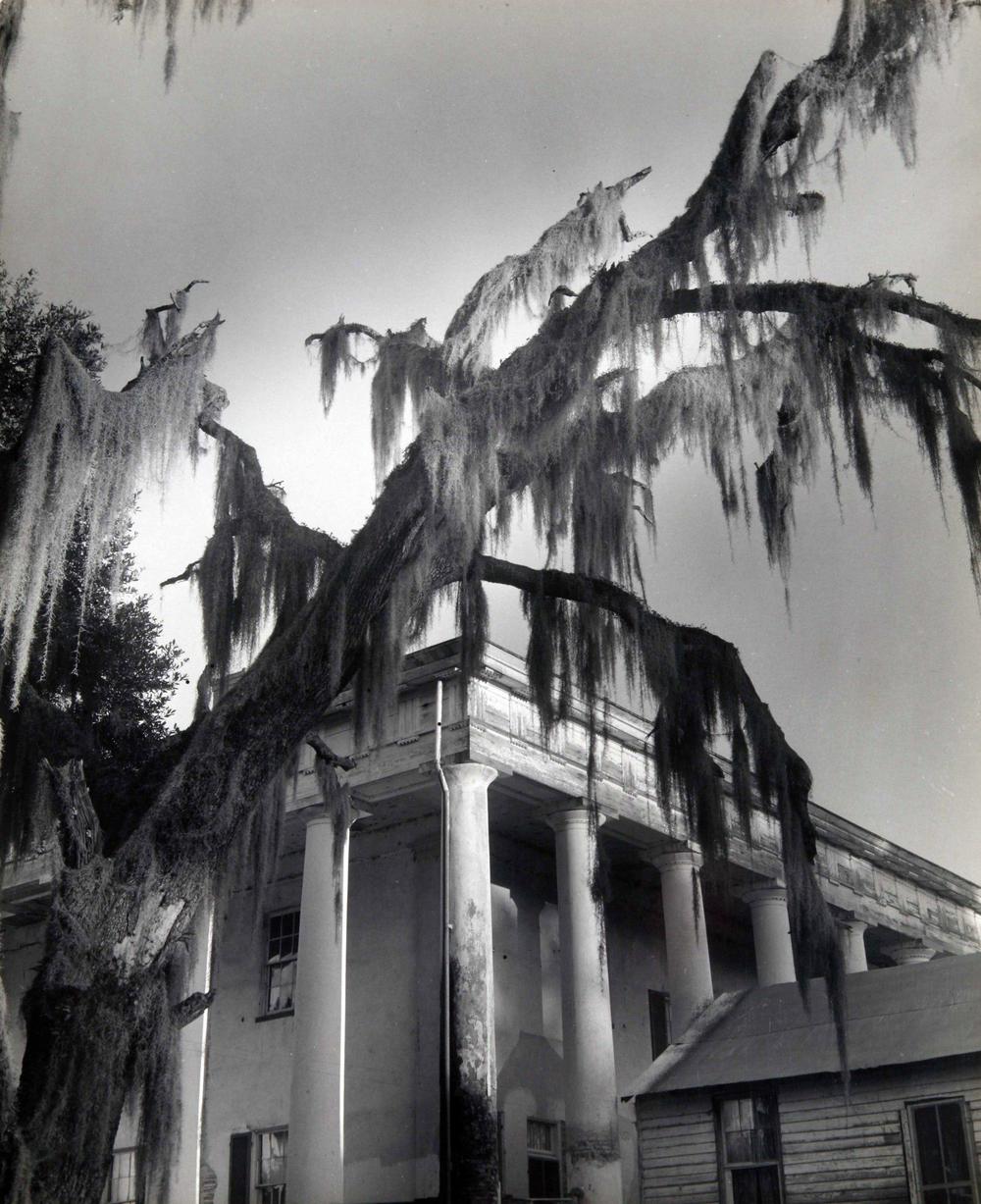 Clarence John Laughlin (American, 1905-1985), Moss Fingers, 1946, printed 1947, gelatin silver print. High Museum of Art, Atlanta, bequest of the artist, 1985.99.