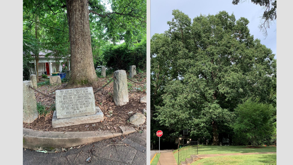 On the left, a stone placard with undecipherable writing stands before a large tree fenced in behind a black chain; on the right, a large tree in the distance with a small stop sign on the left side.