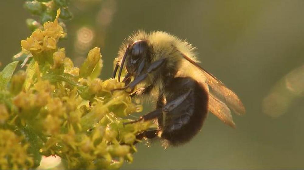 What to know about the world's first honeybee vaccine