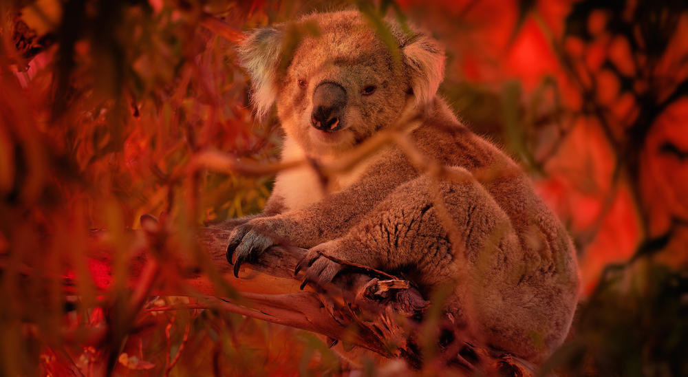 Koala climbing on eucalyptus with fire on the background.