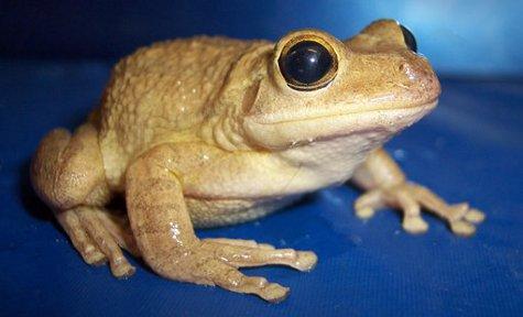 Cuban treefrog