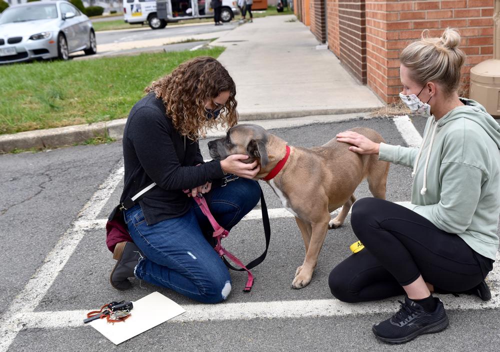 Sky, a boxer mix being fostered in Forsyth, flew to a new home in Virginia courtesy of Pilots N Paws volunteer pilot organization and Lost Dog and Cat Rescue Foundation.