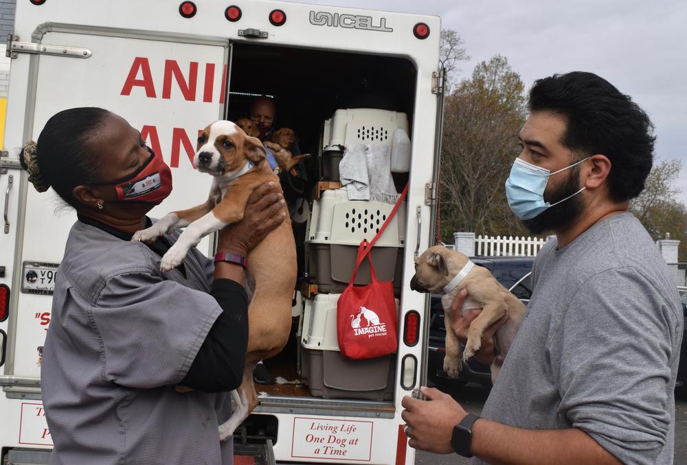 Hundreds of homeless dogs have been sent from Georgia to new homes in Virginia through the Lost Dog And Cat Rescue Foundation.
