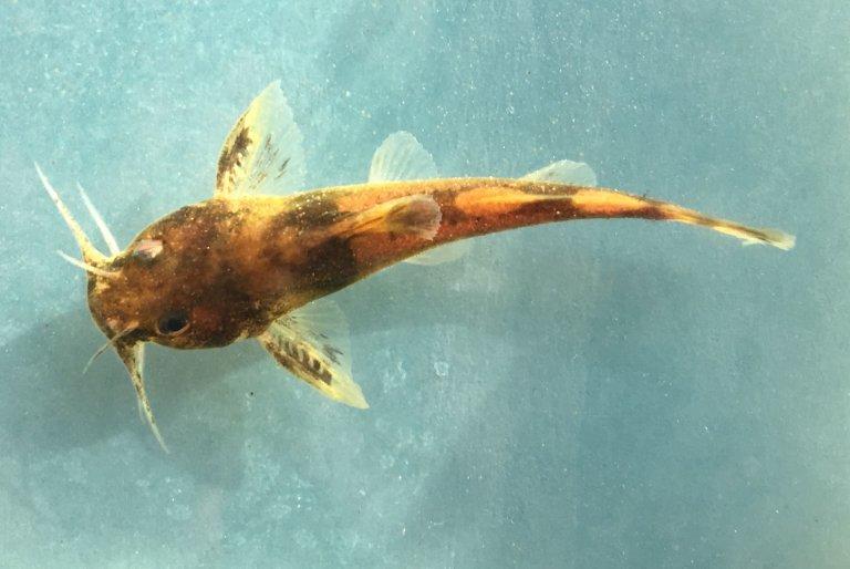 A small fish called the frecklebelly madtom would soon be considered a "threatened" species in Georgia under a new federal proposal. 