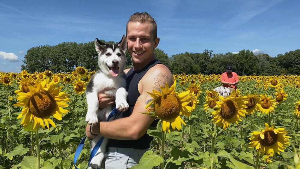 A man and a puppy in a sunflower field.