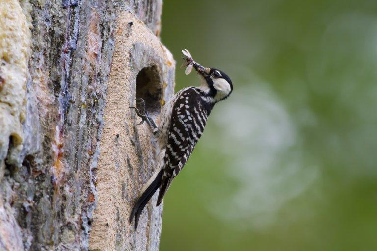 The Trump administration has proposed reclassifying the red-cockaded woodpecker as a "threatened" species with specific protections.