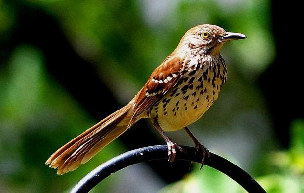 The Brown Thrasher is the Georgia State Bird