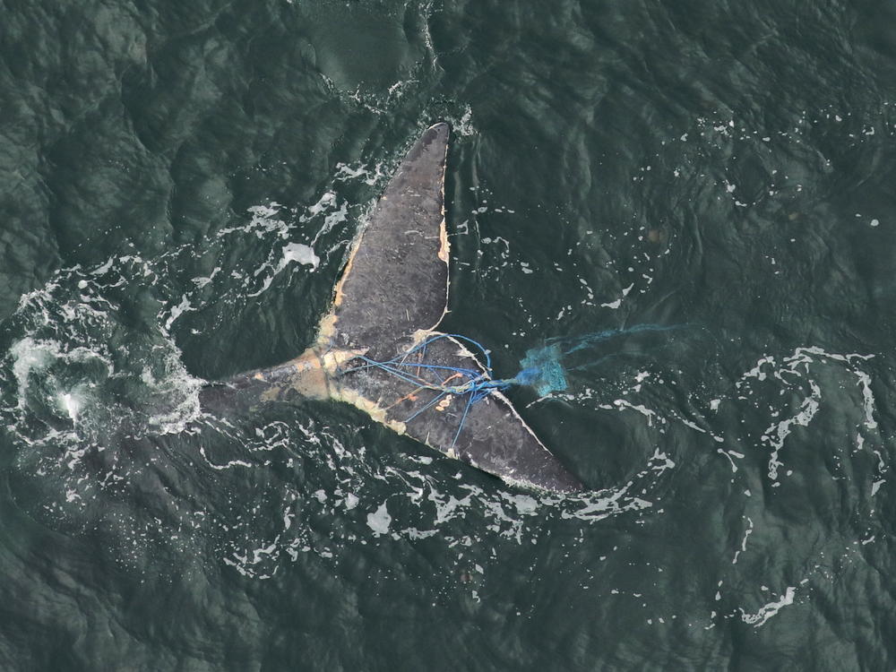 The tail of a right whale, tangled in blue line and fishing equipment