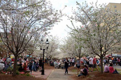 People crowded together under blooming cherry trees in Third Street Park during the 2019 Food Truck Frenzy. Some 2021 Cherry Blossom events will be for a virtual audience only due to the pandemic.