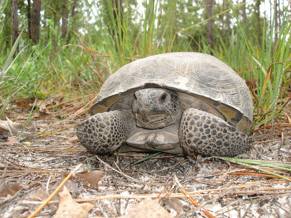 a gopher tortoise