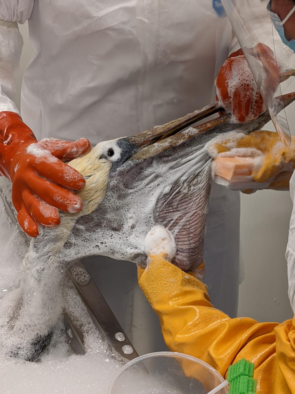 Workers in protective gear wash off a lightly-oiled pelican