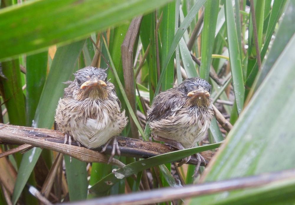 Seaside sparrow fledglings in coastal marshes in Brunswick, Georgia. 