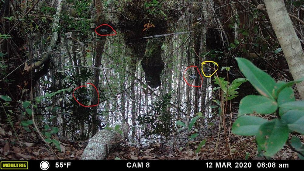Alligators in swamp