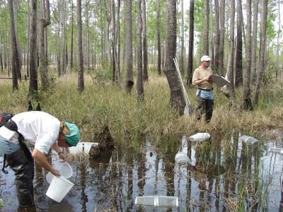 Zoologists collect larvae at a known flatwoods salamander breeding pond on Fort Stewart. The pond was first discovered in 1994.