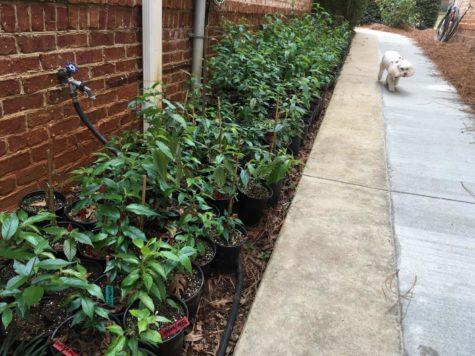 Prunus Campanulata, the Taiwan cherry seen here growing in pots at the Woodworth home, is more heat resistant than the Yoshino.