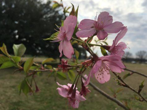 A Helen Taft cherry tree recently planted in Carolyn Crayton Park displays pinker blossoms than the Yoshinos prominent in Macon.