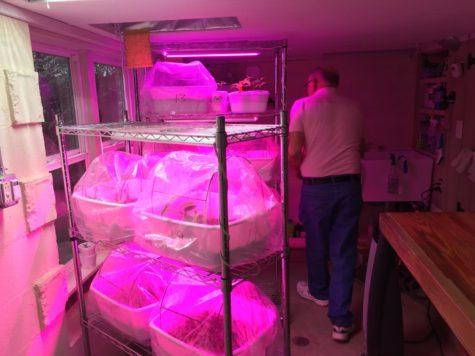 Wayne Woodworth walks past racks of Helen Taft scions rooting in tubs in the refurbished crawlspace of his north Macon home. 