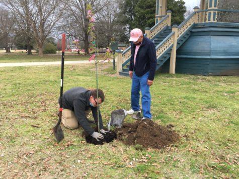 Macon-Bibb County Parks & Recreation director Michael Glisson plants a Helen Taft cherry tree at Carolyn Crayton Park in February.