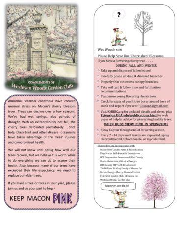 The Wesleyan Woods club has created a new flyer explaining how to properly care for cherry trees.