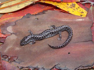 An adult frosted flatwoods salamander captured at Fort Stewart. 