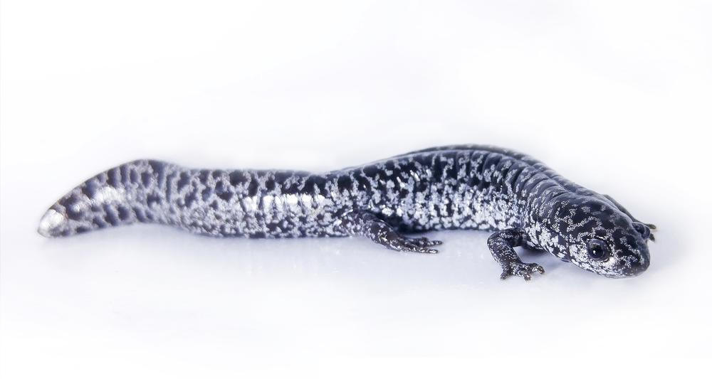 A frosted flatwoods salamander, Ambystoma cingulatum.