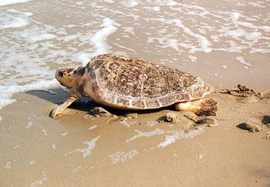 A loggerhead sea turtle on the beach near the water line