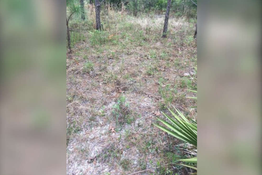 Can you find the large Eastern diamondback rattlesnake in this photo taken in a Georgia field? Many people couldn’t spot the venomous snake.