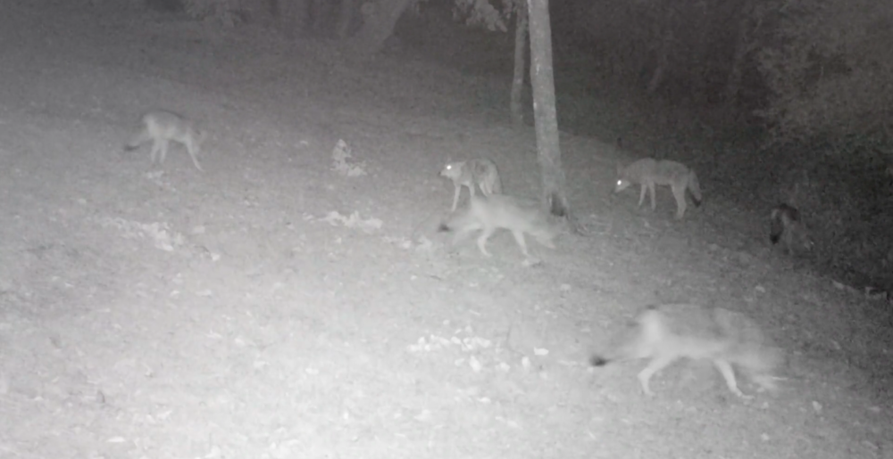 Coyotes at night.