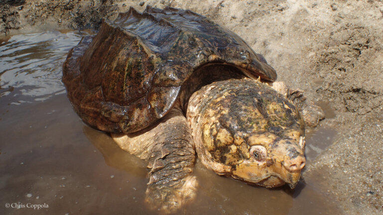 Only about 2,000 Suwannee alligator snapping turtles remain in just two states, Georgia and Florida.