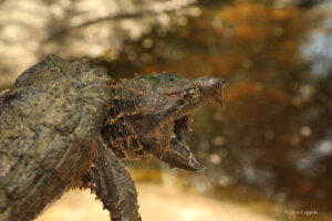 Suwanee Alligator Snapping Turtle