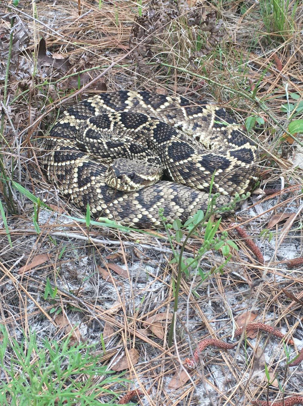 Rattle snake