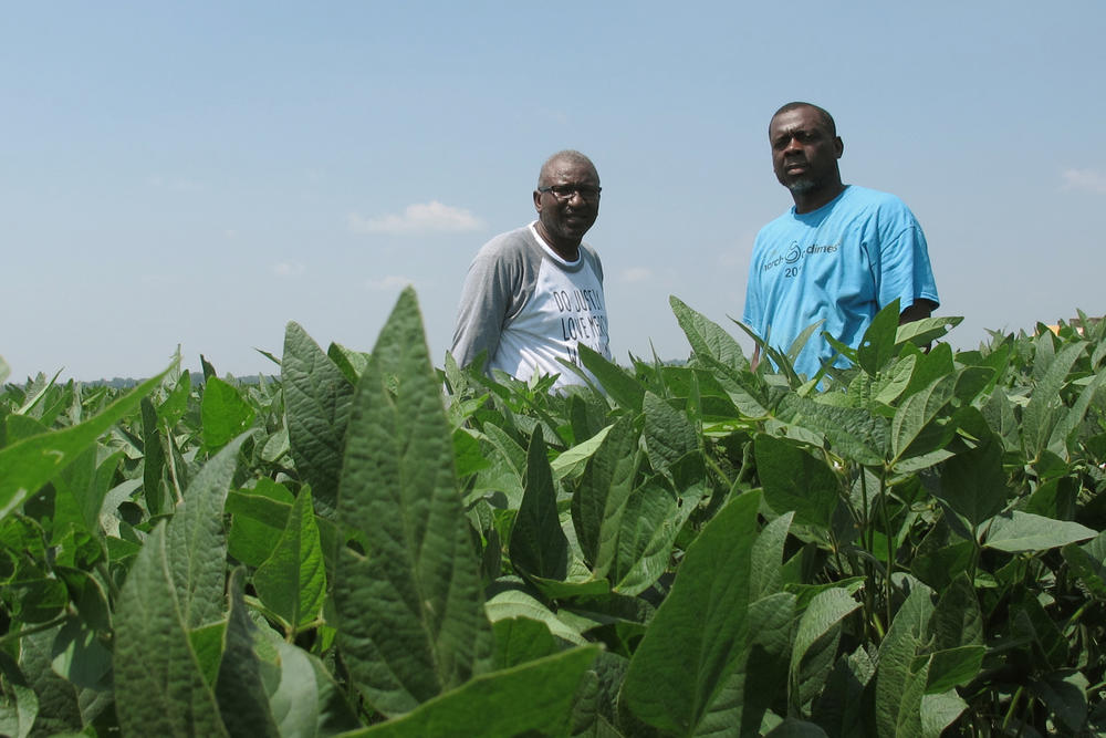 A pair of farmers stand among their soybean crop.