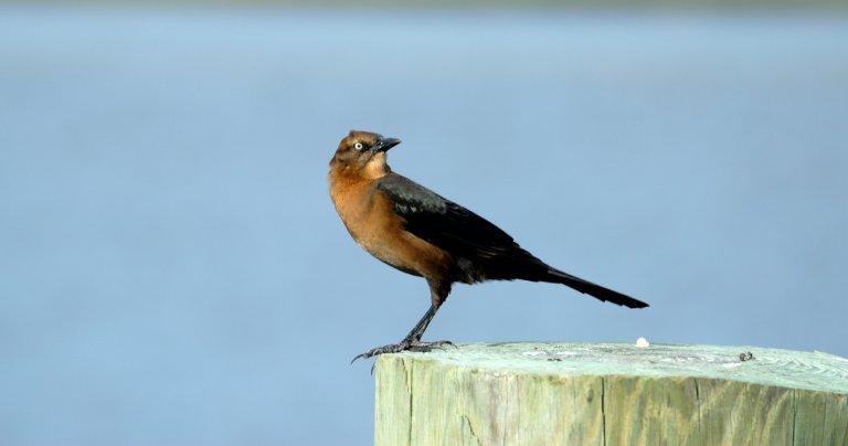 Brown Thrasher