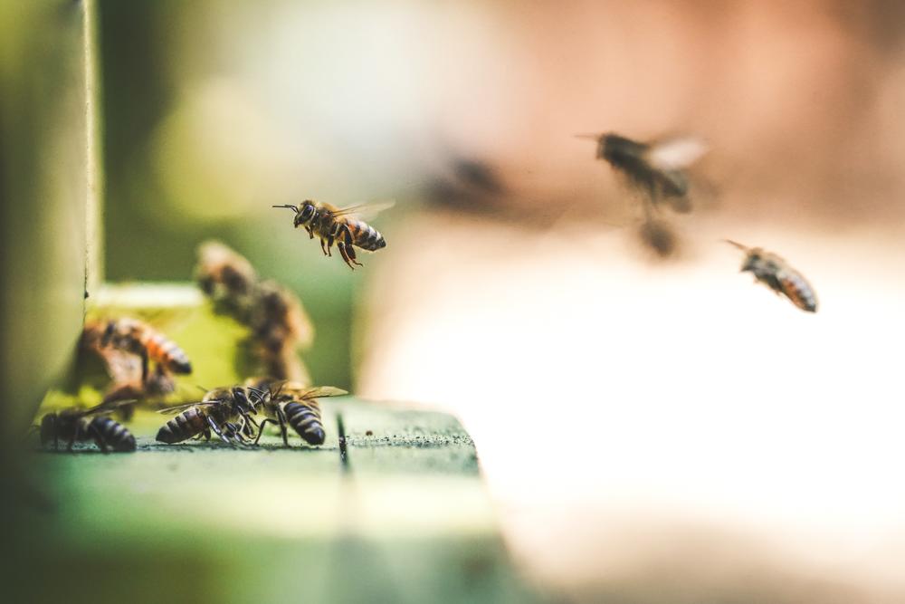 A honey farm in Rocklin, CA is home to over 300,000 busy bees.