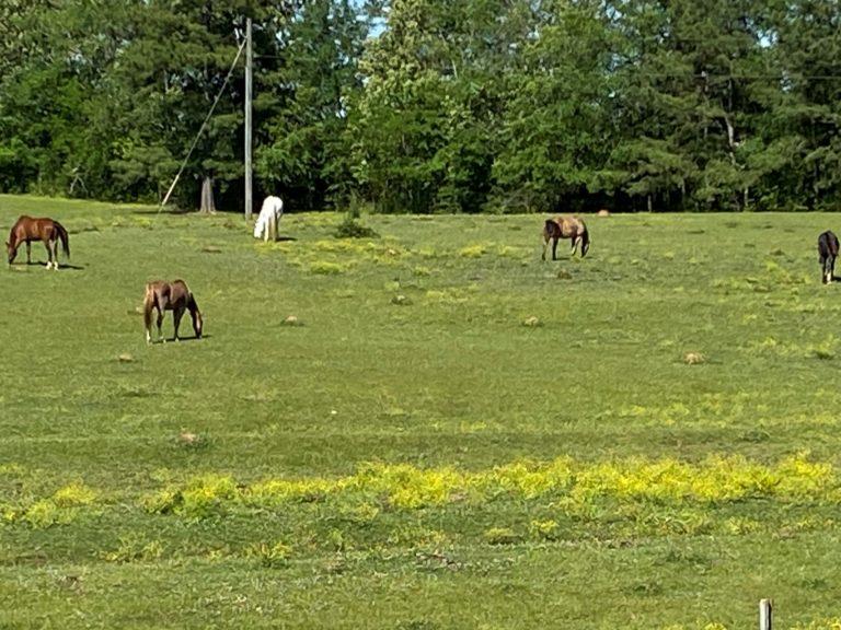 Horses graze on Ruth Wilson's property.