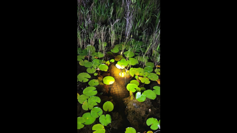 A large, sneaky alligator tried hiding from researchers in a Georgia swamp by submerging itself. It can be seen just below the surface in this photo. 