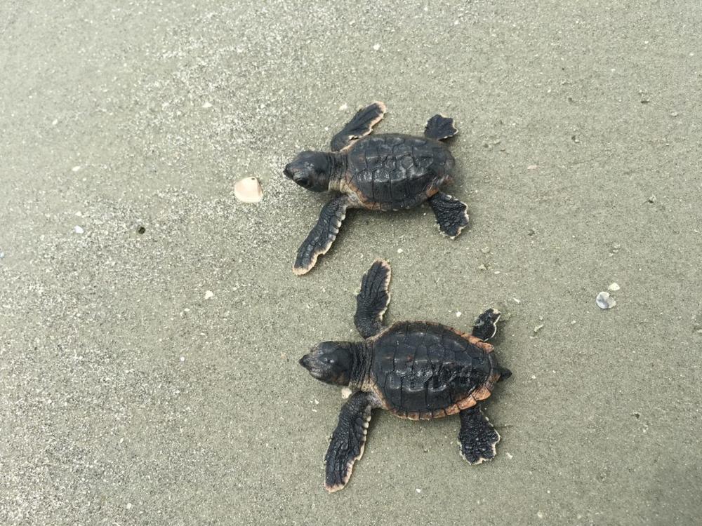 Loggerhead sea turtle hatchlings in 2019