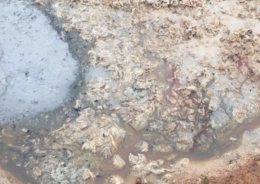 A state inspection photo of poultry waste found on Smith farm in 2020.